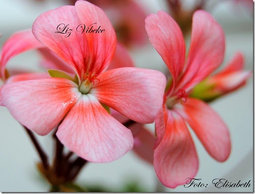 Pelargonium 23 juli, Liz vibeke 001