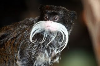 Imperador Tamarin