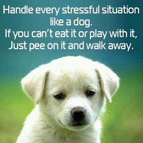 Handle Every Stressful Situation Like a Dog Quote on Dakota Visions Photography LLC www.seeyoubehindthelens.com