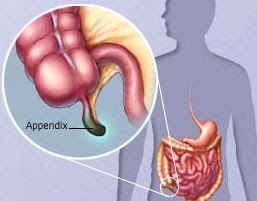 Appendix Organs of Immune System Learn Biotechnology with DeepaliTalk