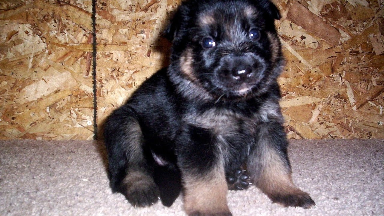 German Shepherd Puppies Videos