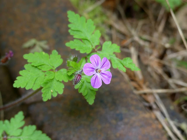 15: pink flower on the tracks