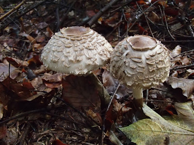 czubajka czerwieniejąca - Macrolepiota rachodes