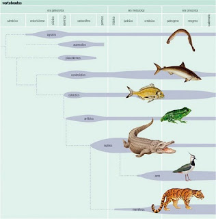 evolución de vertebrados