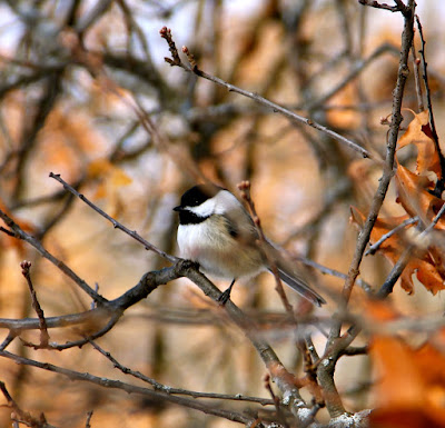 a chickadee puffed up in the cold