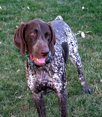 German Shorthaired Pointer