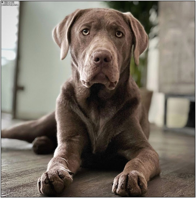 silver labrador