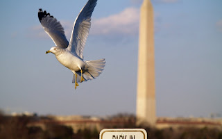 Seagull in the park wallpaper