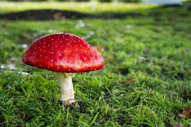 What is a toadstool? Toadstool is an unscientific label that is sometimes applied to certain types of mushrooms