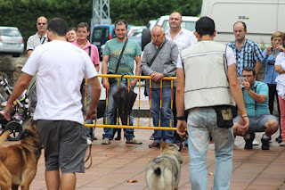 Los perros de la asociación GT Wurssy causan admiración en las fiestas de El Regato