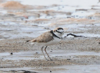 Malaysian Plover (Charadrius peronii)