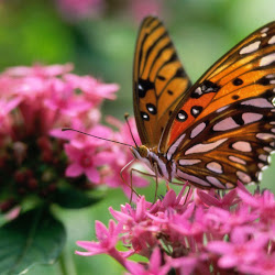 Butterfly Wallpapers, gambar kupu-kupu