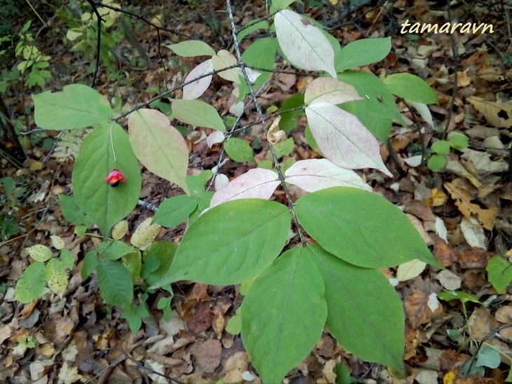 Бересклет малоцветковый (Euonymus pauciflorus)