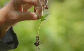 Seedlings