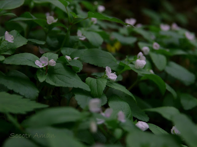 Veronica miqueliana