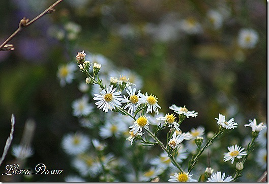 CC_Flowers