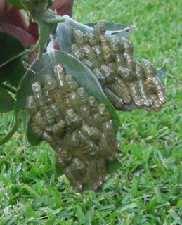 larvae on lemon tree