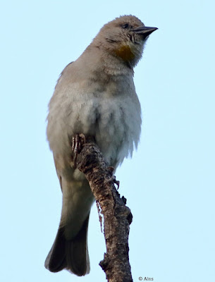 Yellow-throated Sparrow