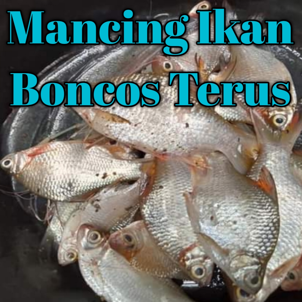 kenapa setiap memancing ikan tidak pernah dapat selalu boncos