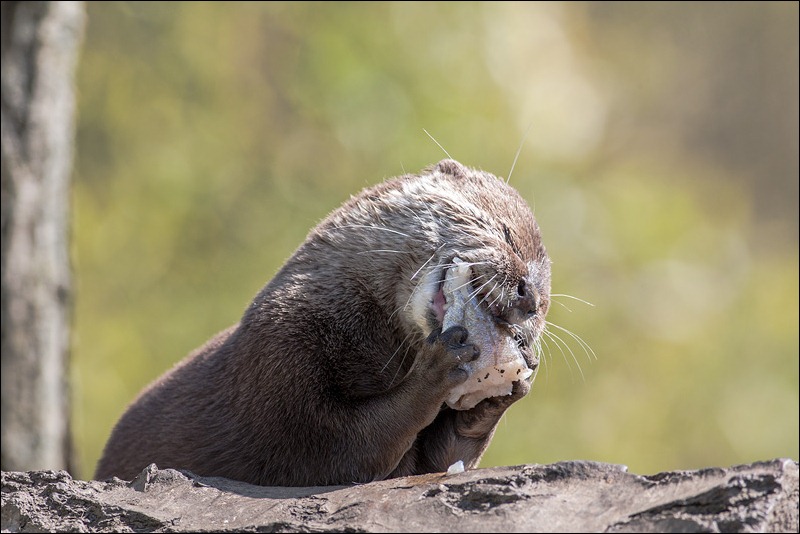 Asian Short Clawed Otter