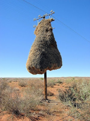 Weaver birds create the most elaborately woven nests of any birds, 