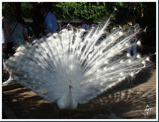 DSC03375-paon-blancBW