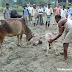 शर्मनाक! गाय के शरीर पर मरे हुए सूअर को डालते रहे लोग