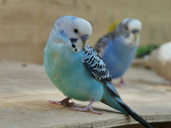 #6 Budgerigar Wallpaper