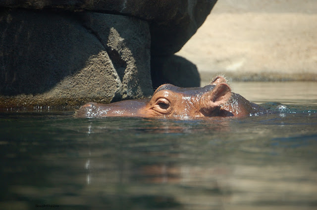 The young hippo's nostrils, eyes, and ears are visible above the water.