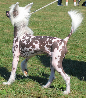 Gambar Anjing Chinese Crested