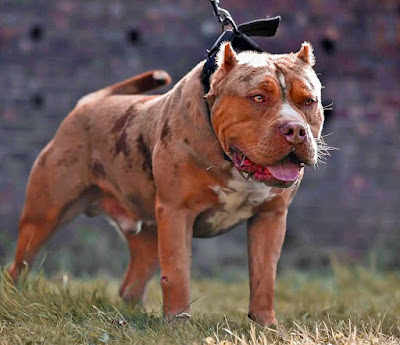 raza AMERICAN BULLY XL