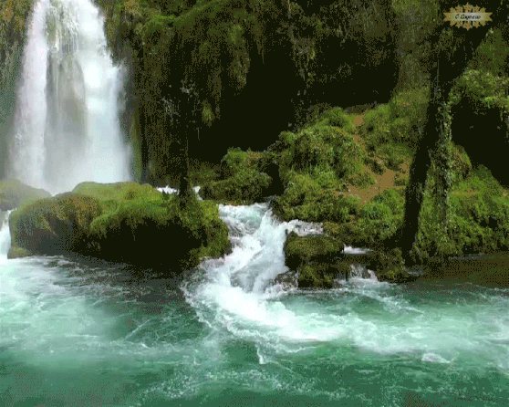 Natureza viva