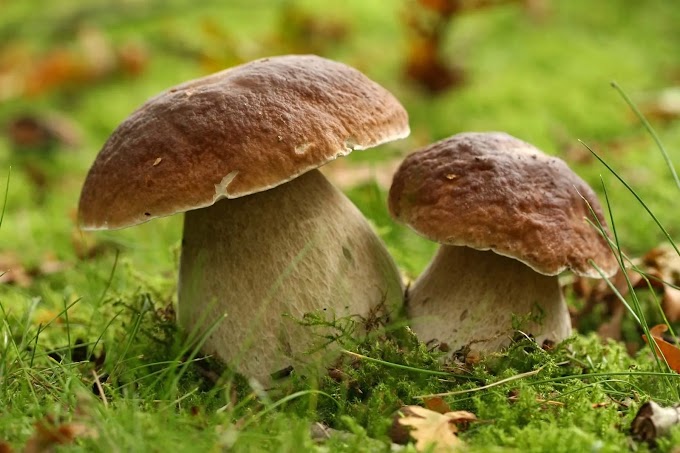 Common Problems in Mushroom farming | Bacterial and Fungal disease of Mushrooms