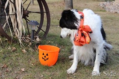 Empty treat bucket