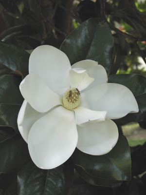 southern magnolia tree facts. I wanted to take this TREE