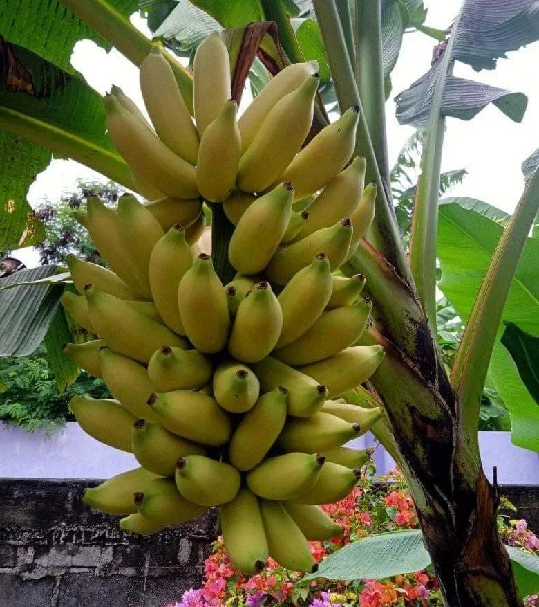 bibit tanaman pisang emas kirana cepat berbuah denpasar Bandar Lampung