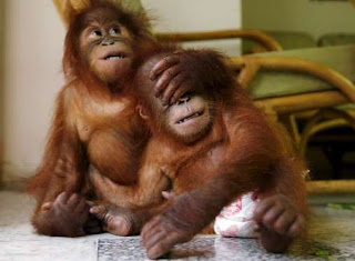 cute orangutans