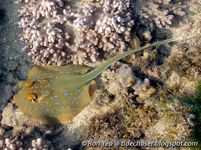 Blue-spotted Fantail Ray (Taeniura lymma)