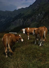 [sapi+alpen2.jpg]