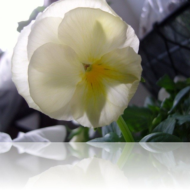 SNC19317_resize