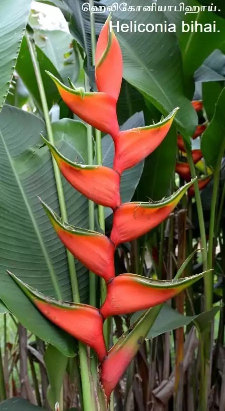 ஹெலிகோனியா பிஹாய் - Heliconia bihai - Types of heliconia in Tamil.