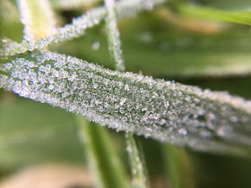 Frosty grass, taken with an iPhone 6s and Olloclip macro lens