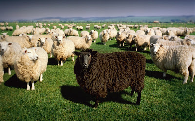 Black Shhep Alone in a Field Surrounded by White Sheep is Being Singled Out