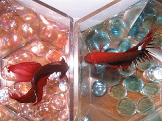 two bettas