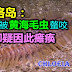 邦咯岛：男子被黄海毛虫螫咬，左脚疑因此瘫痪。chloeia flava