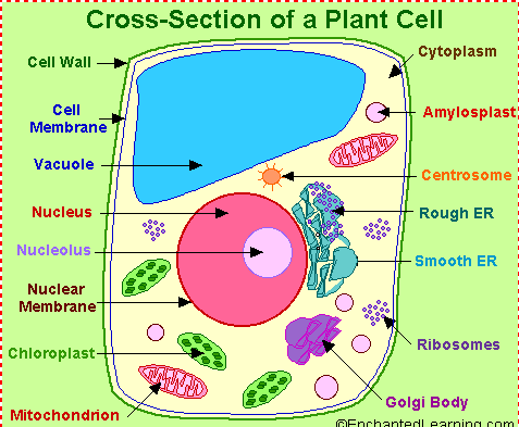 Biologi SPM: Sitoplasma