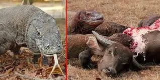 Sebagai puncak rantai makanan, Komodo didukung oleh kehadiran hewan-hewan mamalia di alam liarnya. Daging kerbau yang sehat karena diperoleh secara alami turut mendukung kelangsungan Komodo Dragon  dari masa ke masa.
