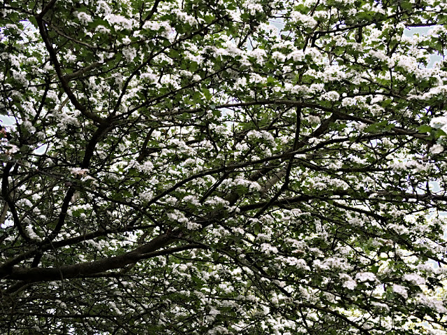 Branches of hawthorn covered in flowers