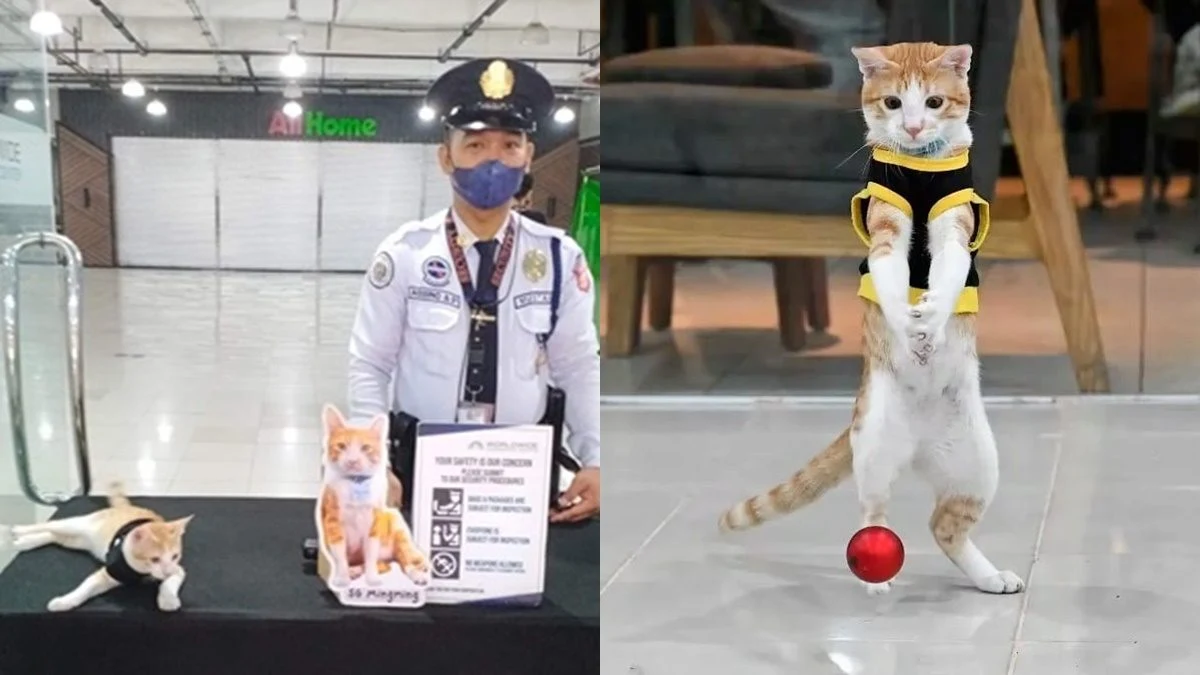 'Reincarnated version' of the trending security cat