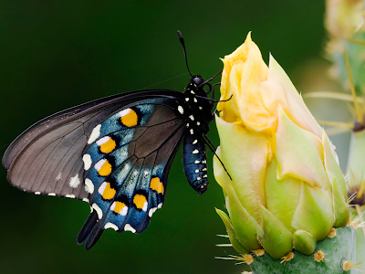 butterfly wallpaper. Thursday, February 18, 2010